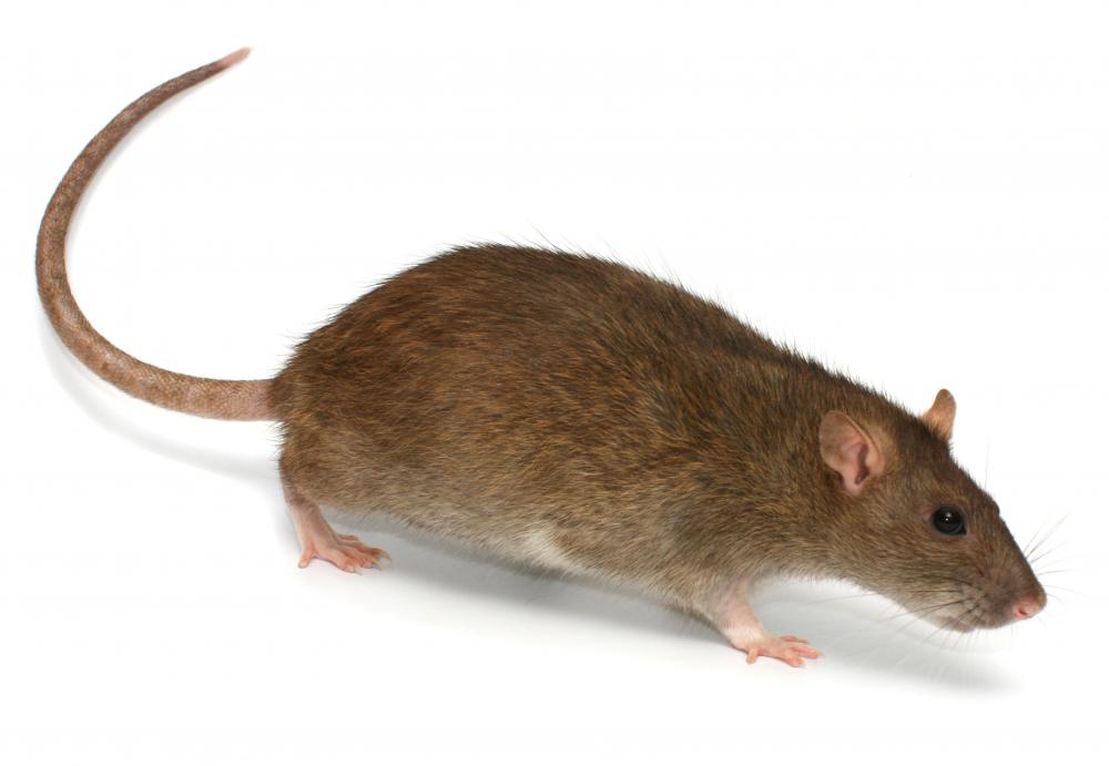 Stowaway Rats What is a Stowaway? (with pictures)