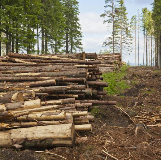 A skidder pulls cut trees out of the forest.