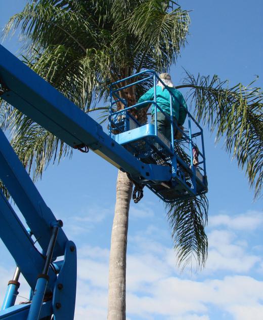 A bucket truck enables a worker to conduct work in high places, such as treetops.