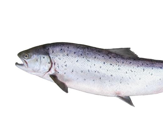 An Atlantic salmon.