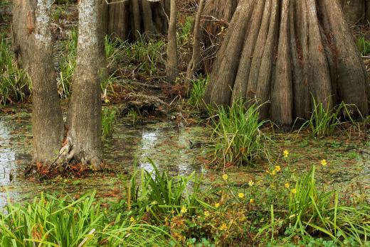 Air boats may be required to travel in swamps.