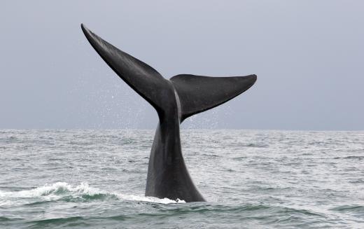 Some charter boats offer whale watching tours.